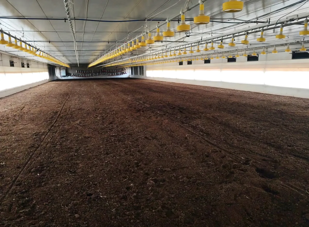 Aviário após a operação de limpeza da Trindade Agro